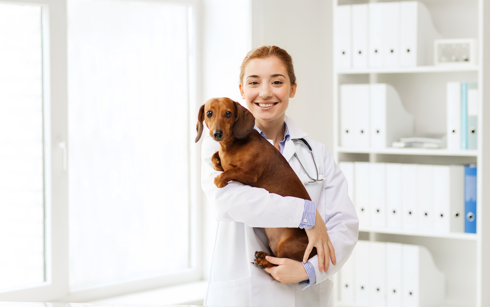 動物看護師執筆 ダックスフンドに多い椎間板ヘルニアや腰痛等の予防 症状 治療 ペットの病気 お薬手帳