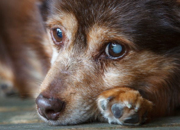 動物看護師執筆 犬の白内障は目薬で治る 症状 原因 予防法の完全ガイド ペットの病気 お薬手帳